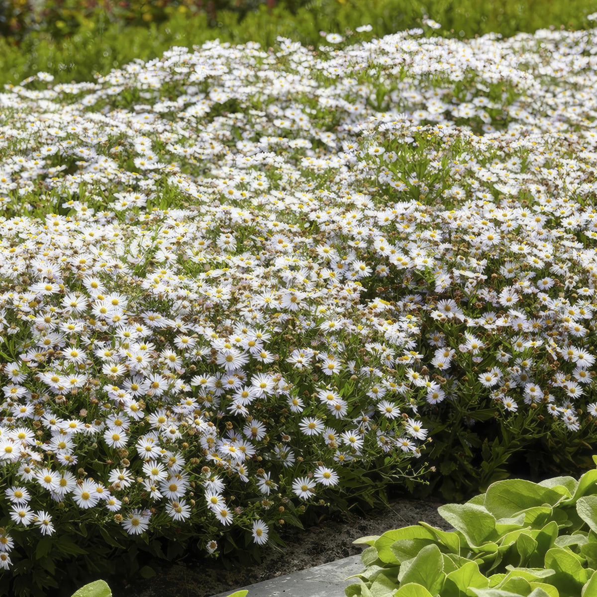 Aster ageratoides 'Ashvi', plant in pot