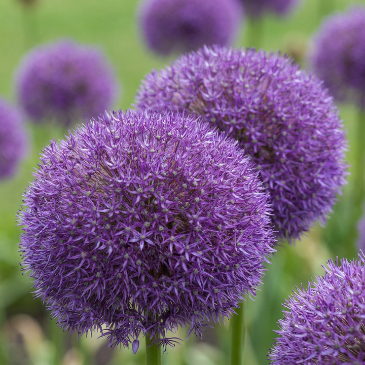 Sierui Allium &