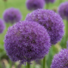 Sierui Allium 'Pinball Wizard' bloembollen, paars