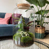 DIY Planten terrarium met licht - Sven XL Botanical - Met complete gereedschapsset