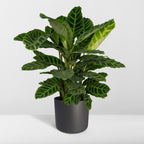 Calathea Zebrina - Pauwenplant, gezonde plant