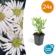 Aster ageratoides &