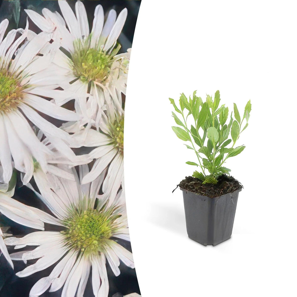 Aster ageratoides 'Ashvi', kenmerkend blad