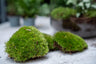 Terrarium navul- en startpakket met Coffea arabica