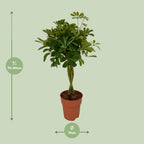 Detailfoto van Schefflera Compacta