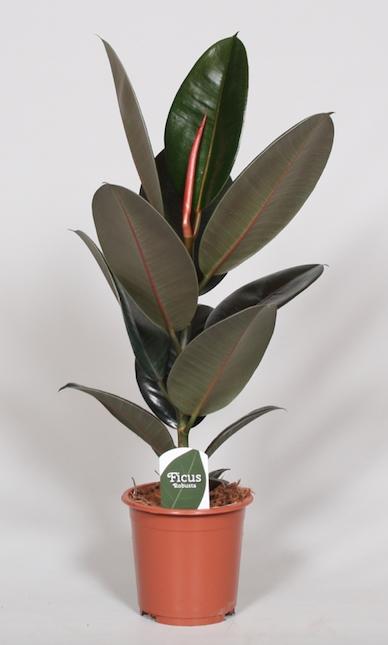 Ficus Elastica Abidjan