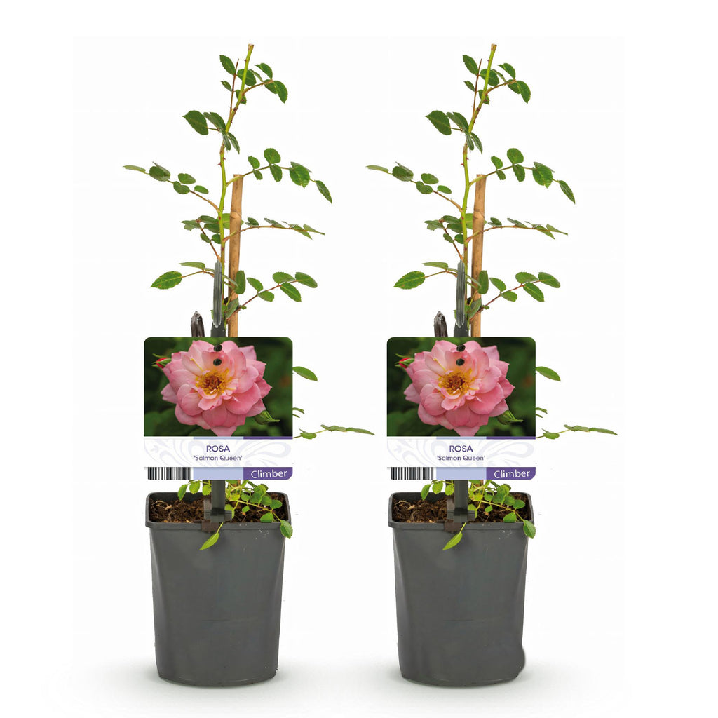 Rosa Salmon Queen, plant voor tuin en border