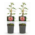 Rosa Salmon Queen, plant voor tuin en border