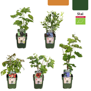 Vruchten oase, BIO fruitplanten mix van 5 soorten