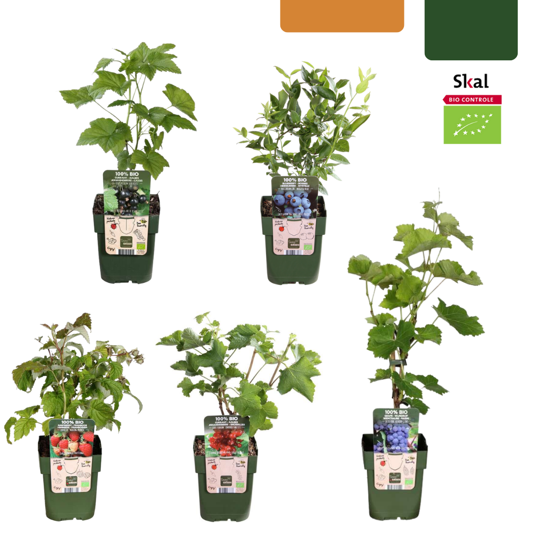 Vruchten oase, BIO fruitplanten mix van 5 soorten, plant in pot