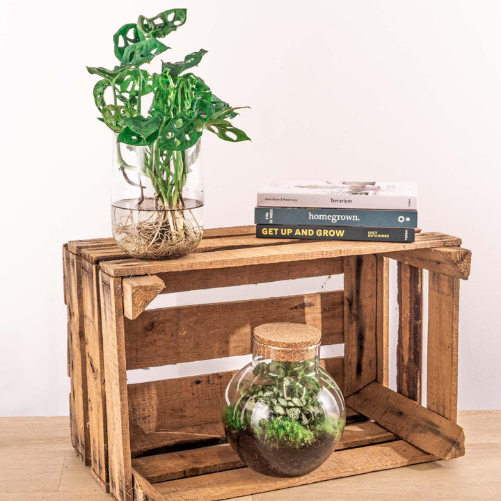DIY-pakket Monstera in vaas, zelf op hydroponie zetten