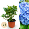 3x Hydrangea macrophylla Blauw