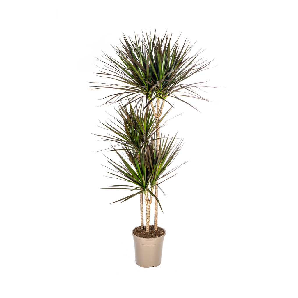 Dracaena Marginata Magenta, plant in pot
