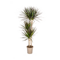Dracaena Marginata Magenta, plant in pot