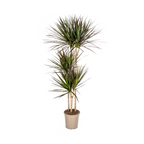 Dracaena Marginata Magenta, plant in pot