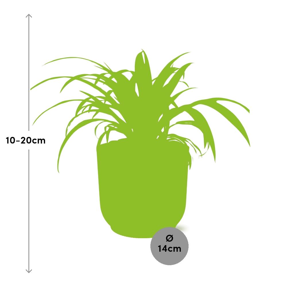 Detailfoto van Chlorophytum Comosum Variegatum in ELHO Vibes Fold 14cm roze