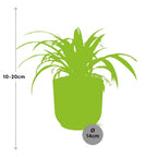 Detailfoto van Chlorophytum Comosum Variegatum in ELHO Vibes Fold 14cm roze
