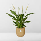 Detailfoto van Spathiphyllum Torelli in ELHO Vibes Fold geel