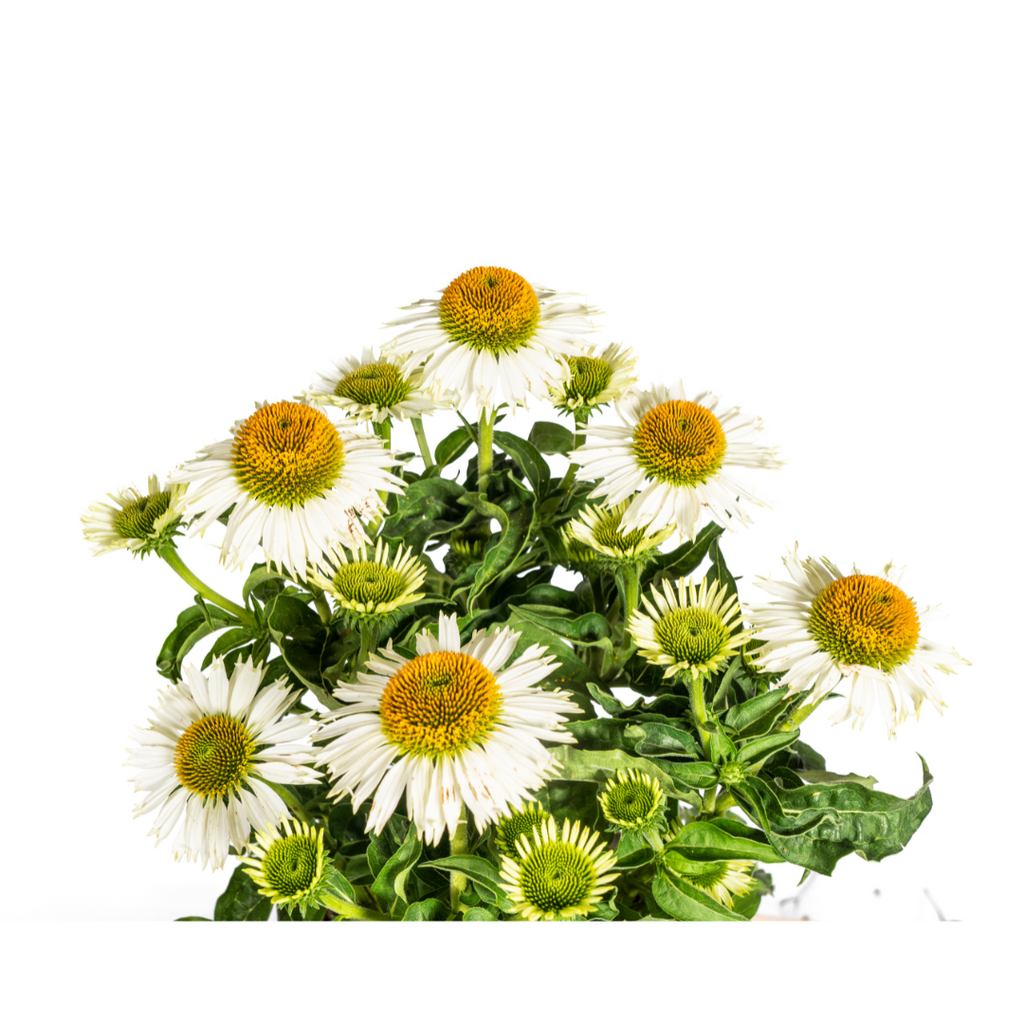Echinacea Purpurea White, detail van het blad