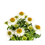 Echinacea Purpurea White, detail van het blad