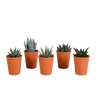 Gasteria/Haworthia mix