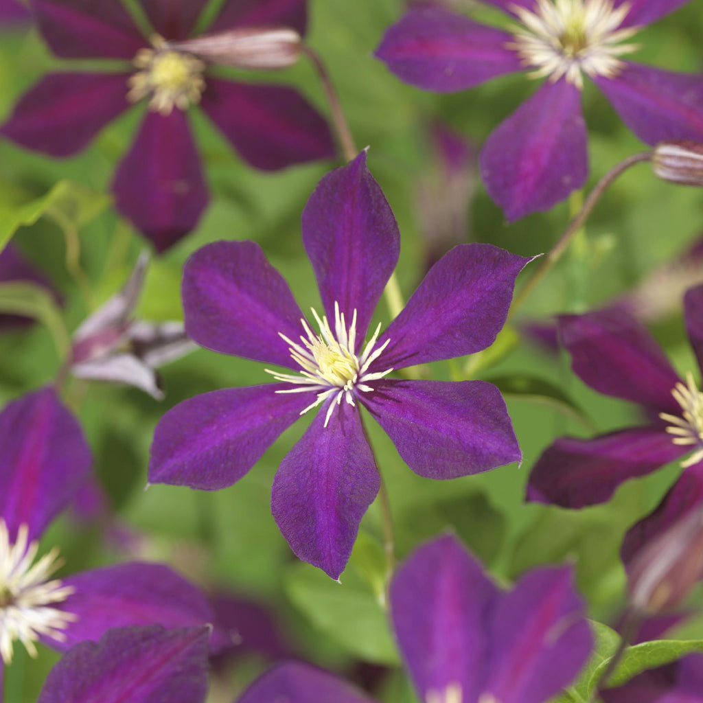 Clematis Mikelite, groene bladeren