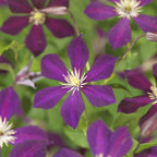Clematis Mikelite, groene bladeren