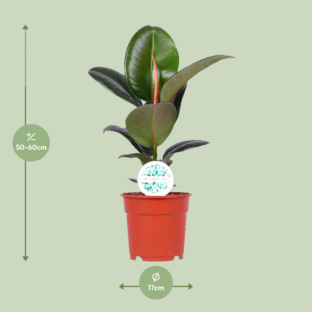 Ficus Elastica Robusta, detail van het blad