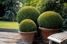12x Buxus Sempervirens