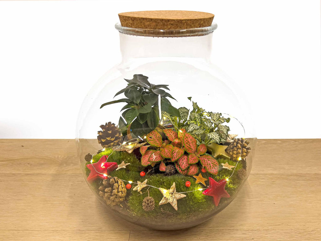 Bolder Bob Bonsai Kerst - Zelf samenstellen, groene bladeren