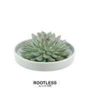 ROOTLESS Succulent Echeveria Pulidonis in schaal &