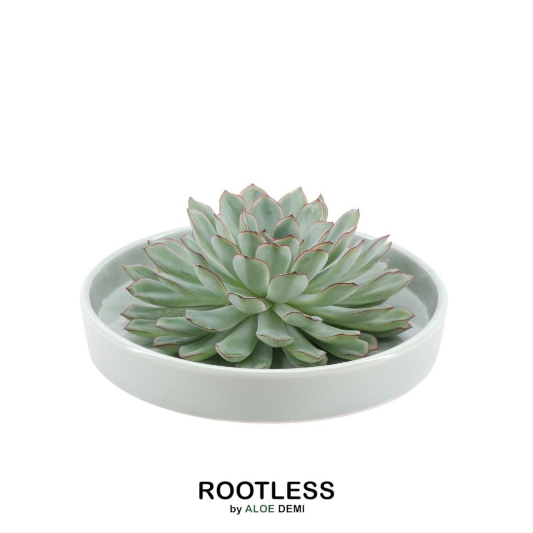 ROOTLESS Succulent Echeveria Pulidonis in schaal 'groen', kenmerkend blad
