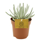 Productfoto van Senecio Scaposus