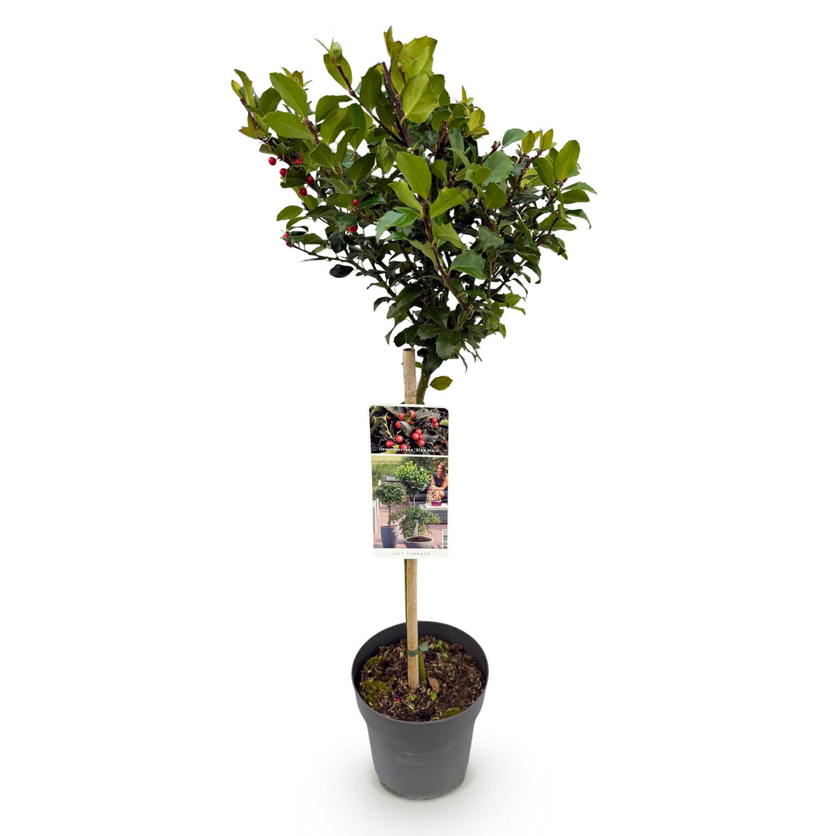 Ilex meserveae Blue Maid, kenmerkend blad