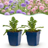 Duifkruid Duo, 24x met paarse en roze bloemen