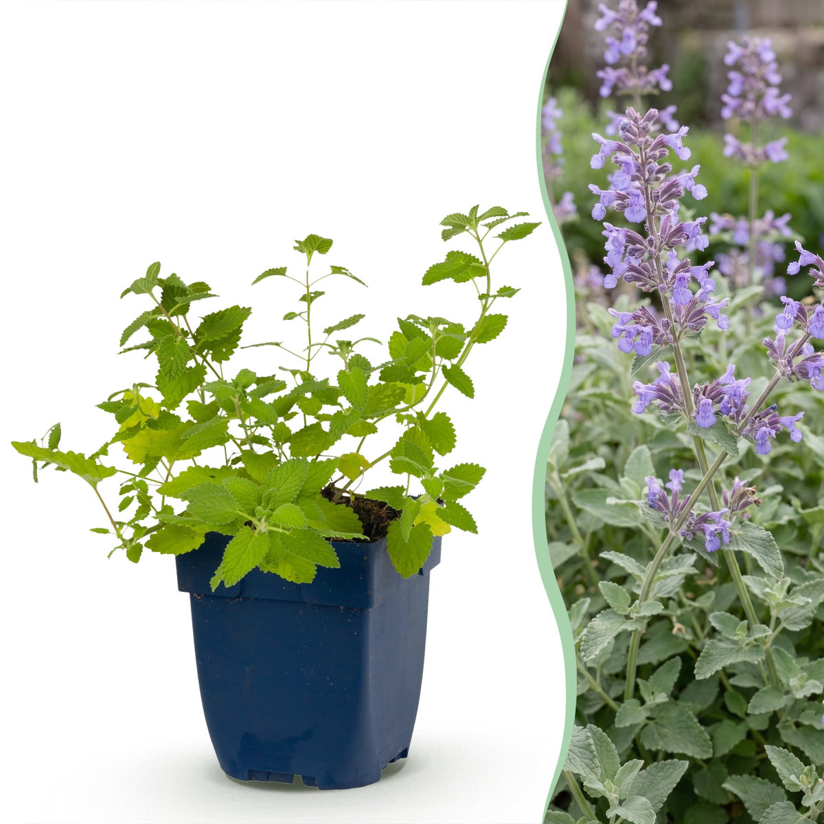 Nepeta faassenii - Kattenkruid - Paars, gezonde plant