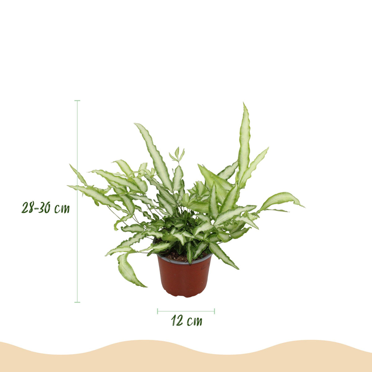 Pteris cretica Albolineata met grijze pot, detail van het blad