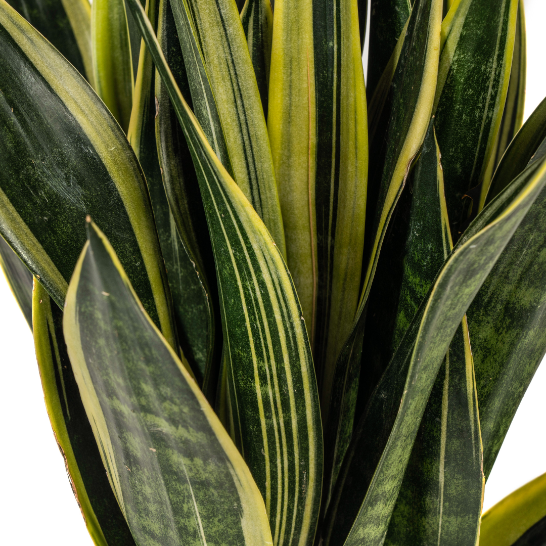 Sansevieria Trifasciata Canary, groeiwijze van de plant