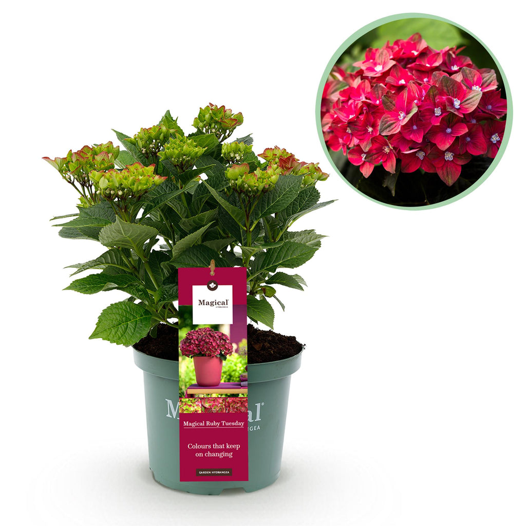Hortensia Hydrangea Magical Teusday & Saphire, detail van het blad