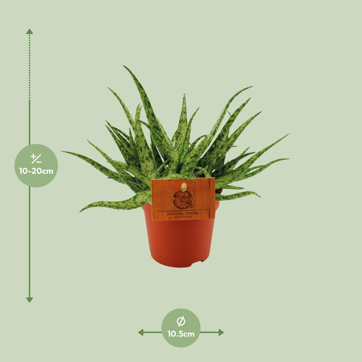 Detailfoto van Aloe Spider