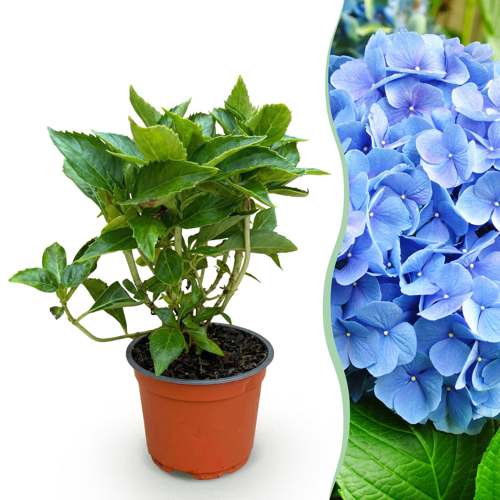 Bolhortensia blauw, heester met blauwe bloembollen, detail van het blad en de plant