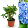 Bolhortensia blauw, heester met blauwe bloembollen