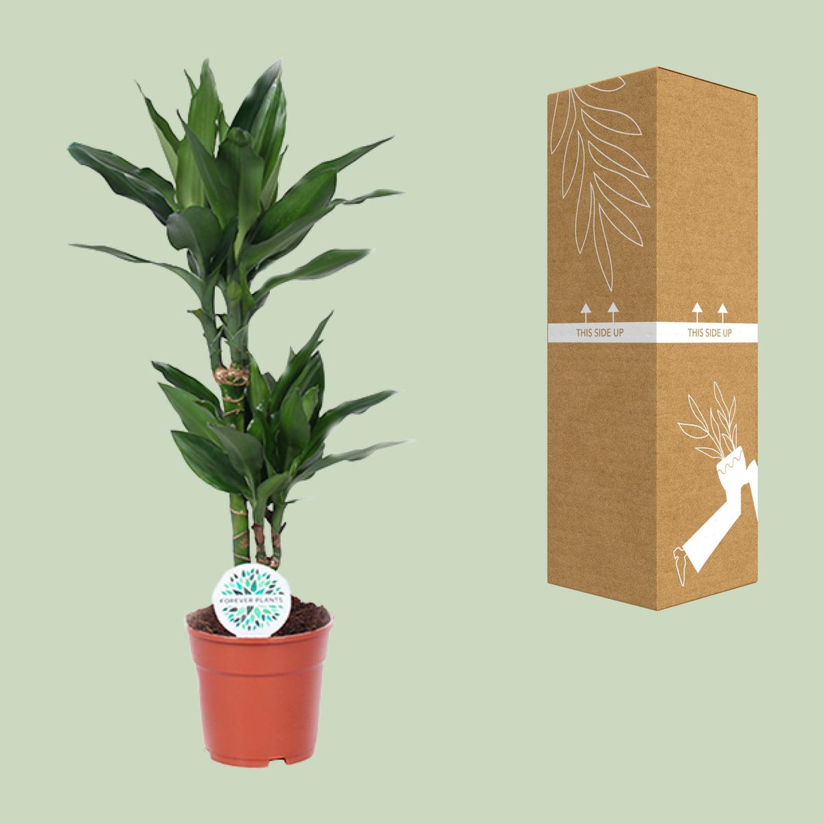 Detailfoto van Dracaena Janet Lind