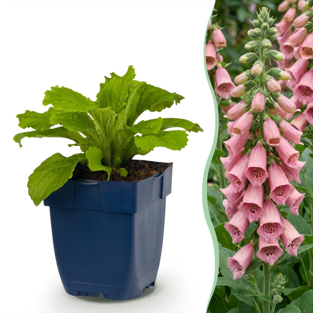 Digitalis mertonensis - Vingerhoedskruid - Schaduw - Roze, groene bladeren