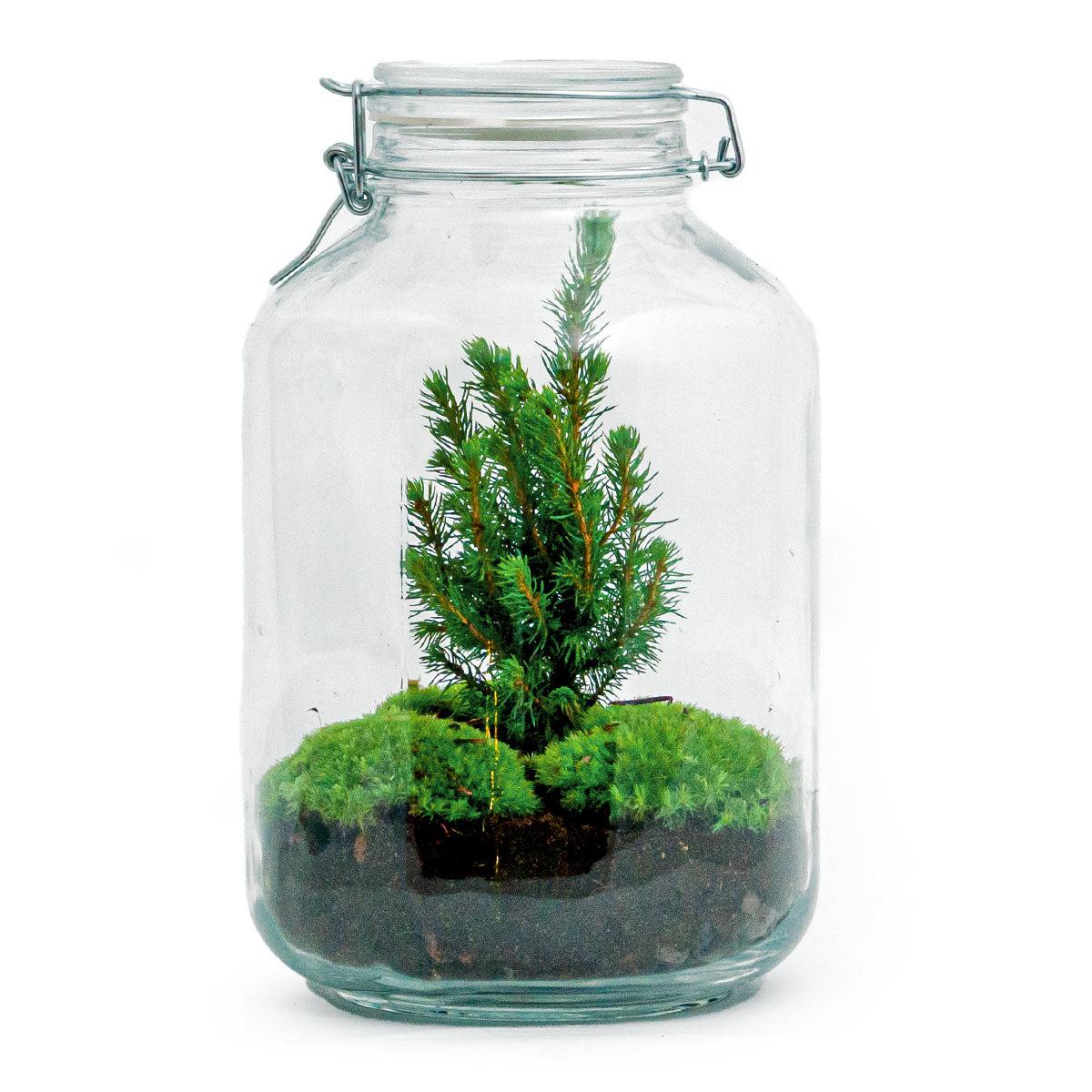 Productafbeelding van Pureplant