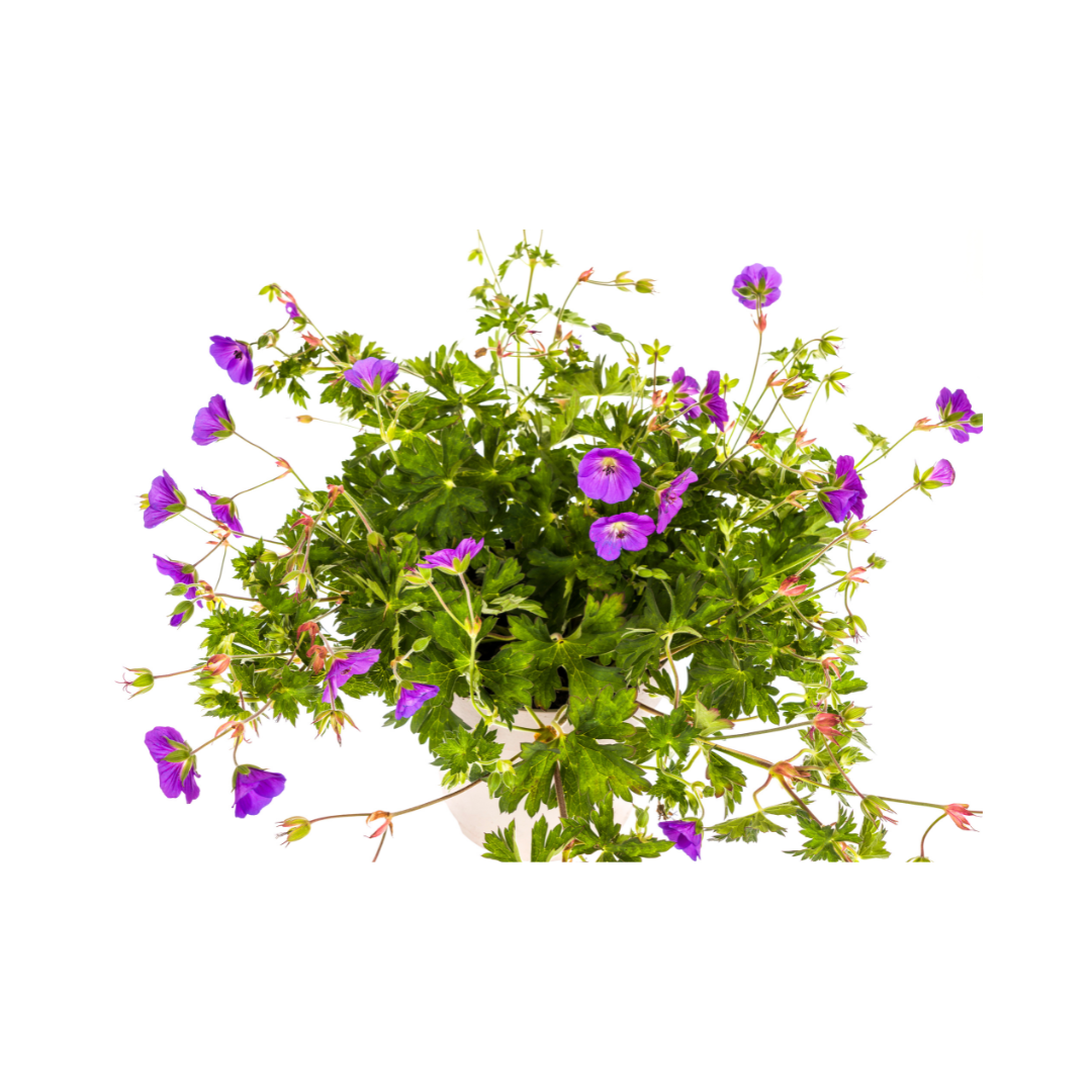 Geranium Rozanne Purple, kenmerkend blad