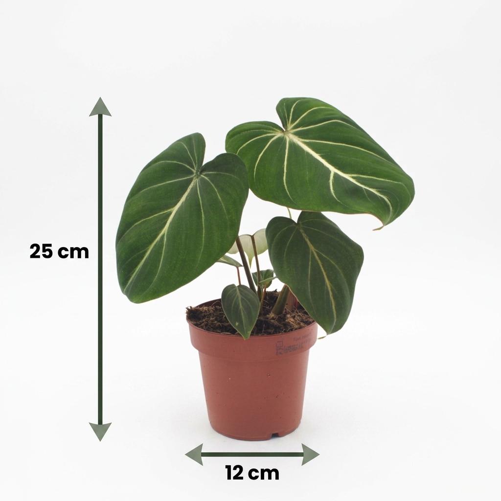 Philodendron gloriosum met grijze pot, groeiwijze van de plant