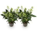 Skimmia japonica Finchy, kenmerkend blad