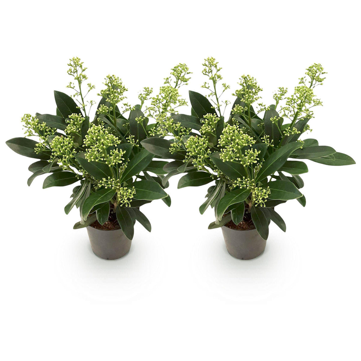 Skimmia japonica Finchy, kenmerkend blad