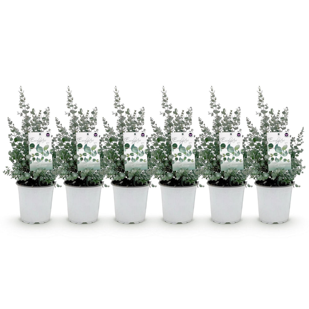 Eucalyptus gunnii, 40 cm hoog, detail van het blad